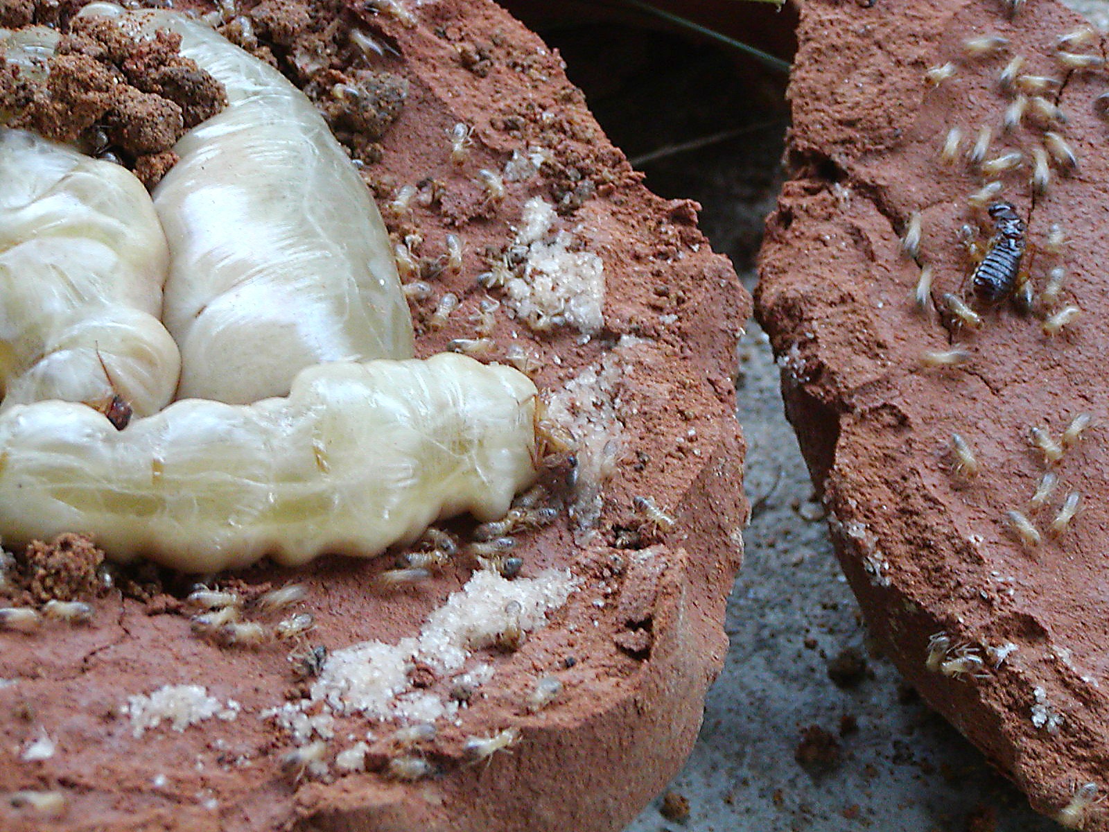 A broken termite mound showing the queen chamber and hundreds of worker termites in the soil